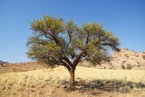 Kameldornbaum (Vachellia erioloba) im Namibrand- Gebiet