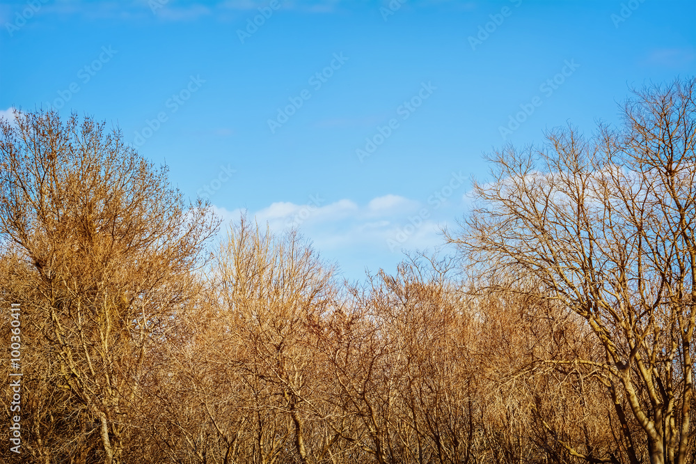 Bare Trees