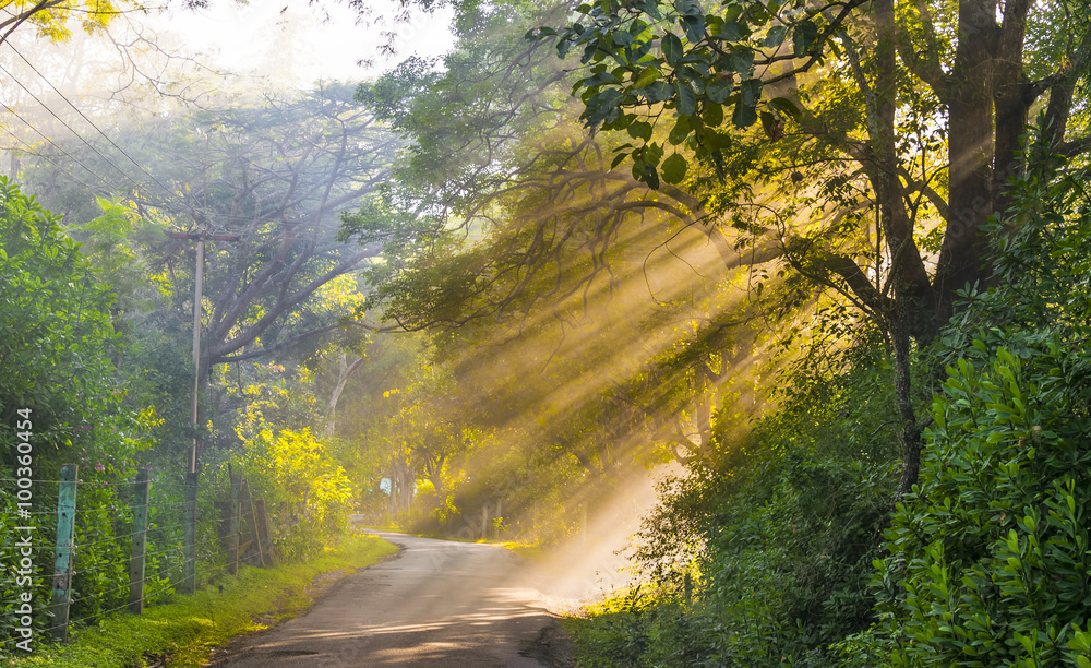 Obraz premium Beautiful golden sun rays in the forest of Masinagudi, India