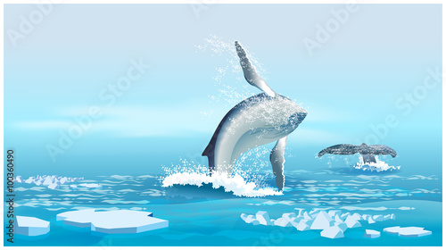 whales in the Northern Ocean