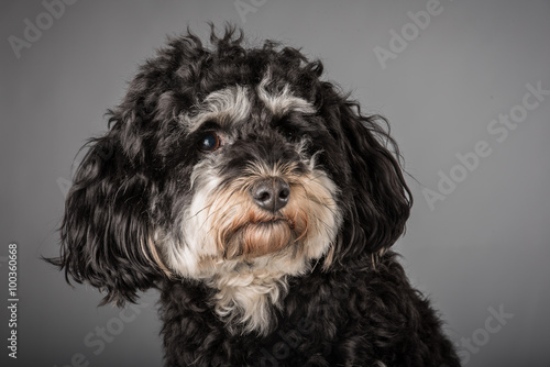 Bilde på lerret havanese mischling