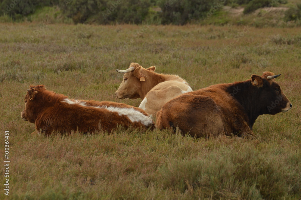 Vacas Vacas