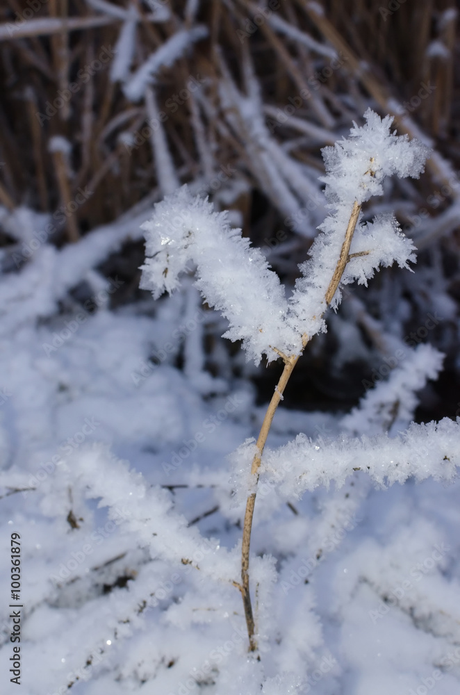 frost, nature on the grass covered with frost and snow frost, nature on the grass covered with frost and snow