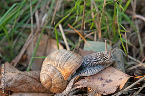 macro snail