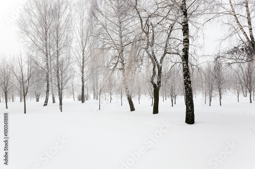 trees in winter   © rsooll