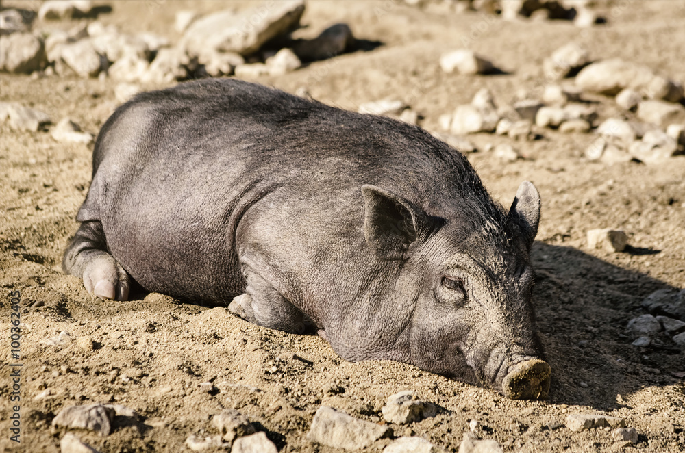 Sleeping Wild Boar