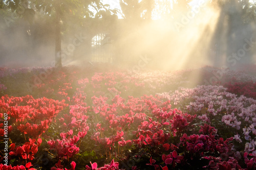 The romantic pink flowers on sunrise