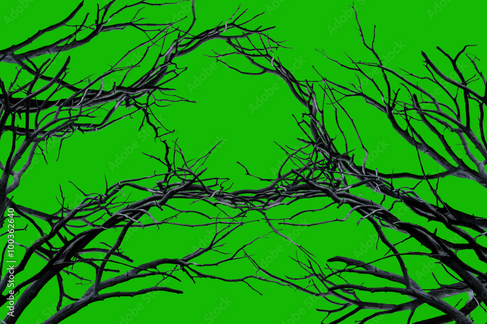 Green screen tree sale