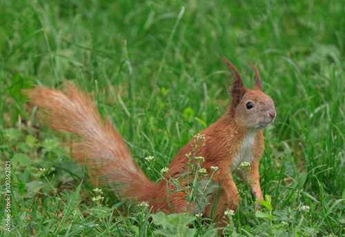 close up of squirrel in green grass