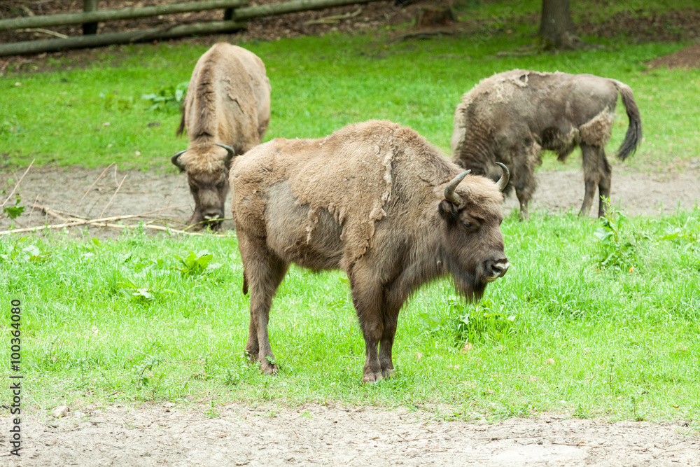 bison in captivity at the zoo bison in captivity at the zoo