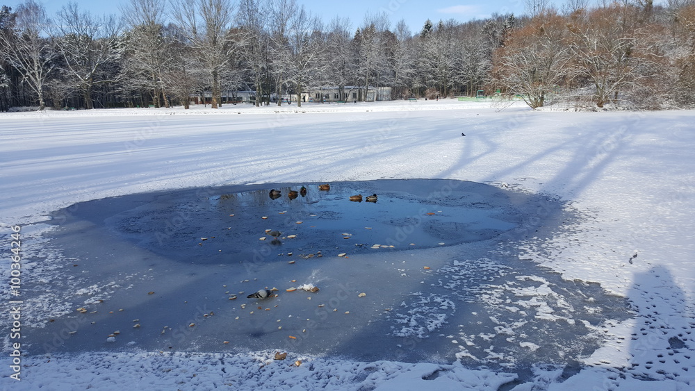 Obraz premium Zamarznięty staw