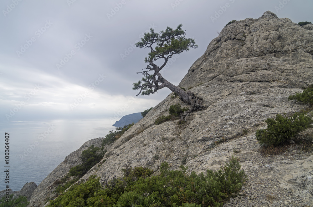 Relict pine on mountain peak. Crimea.