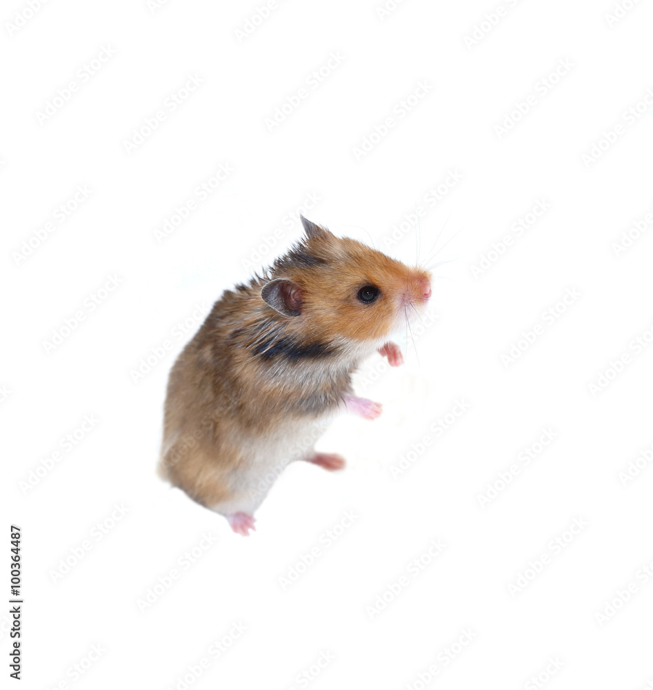 Brown Syrian hamster stands on his hind legs isolated Brown Syrian hamster stands on his hind legs isolated