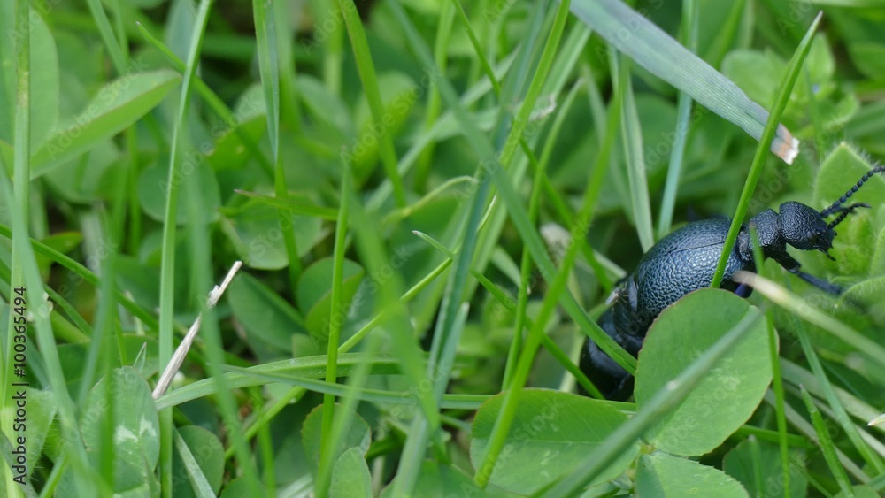 Beetle Black mother (Meloe proscarabaeus) damaging bee colonies. Beetle Black mother (Meloe proscarabaeus) damaging bee colonies.