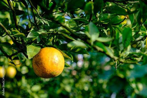 Orange tree