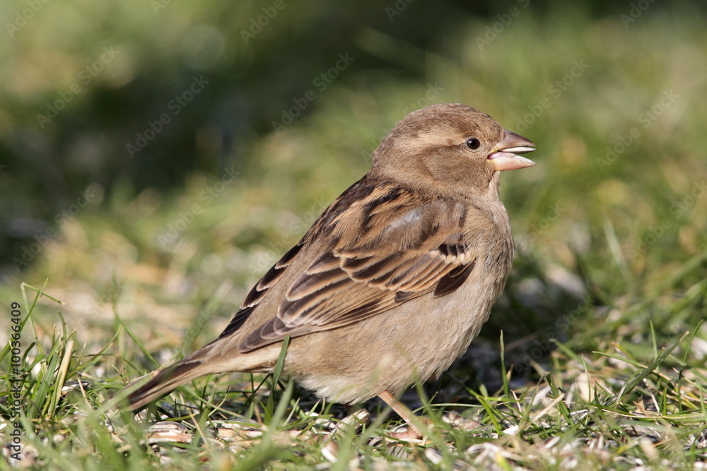 Haussperling (Passer domesticus) Haussperling (Passer domesticus)