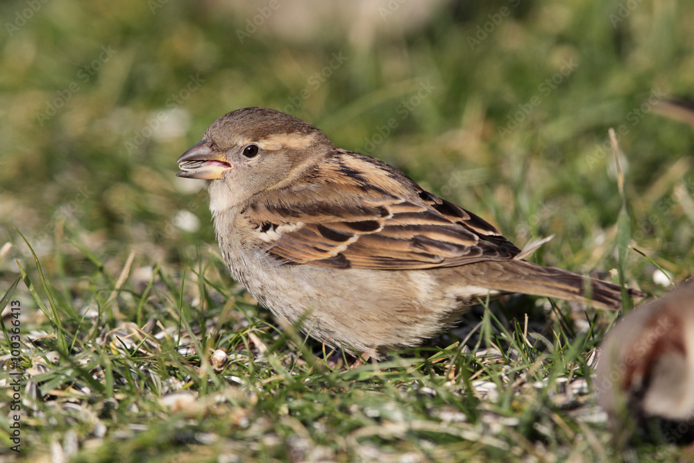 Haussperling (Passer domesticus) Haussperling (Passer domesticus)