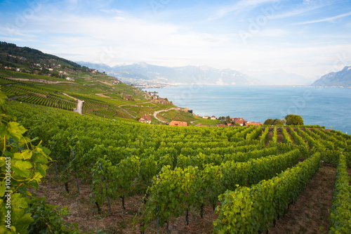 Vineyards of the Lavaux region Switzerland