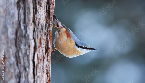 Fototapeta Nuthatch perched on a trunk