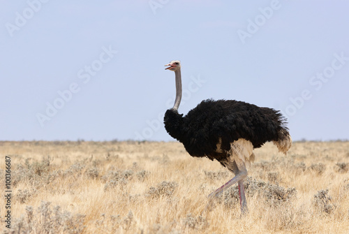 Male ostrich photographed in Namibia