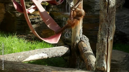 Amusement of an adroit orangutan baby, climbing on the jungle gym. A little great ape is going to be an alpha male. Human like monkey cub in shaggy red fur on the rocky background.

