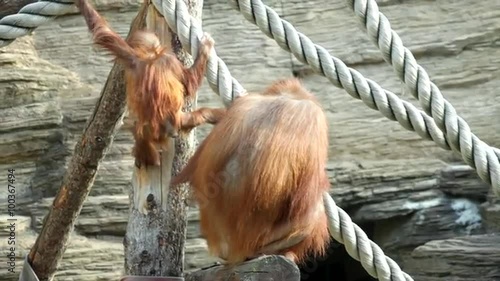 Games of an adroit orangutan baby, climbing on the jungle gym. A little great ape is going to be an alpha male. Human like monkey cub in shaggy red fur on the rocky background.
