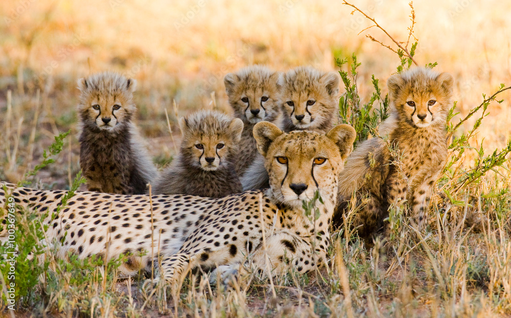 Mother cheetah and her cubs in the savannah. Kenya. Tanzania. Africa. National Park. Serengeti. Maasai Mara. An excellent illustration. - obrazy, fototapety, plakaty 