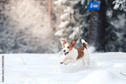 Fototapeta Naklejka Na Ścianę i Meble -  Jack Russell dog outdoors in winter