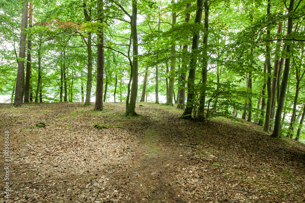 Fototapeta premium The landscape in the forest near the lake