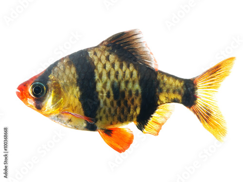 Tiger barb or Sumatra barb fish isolated