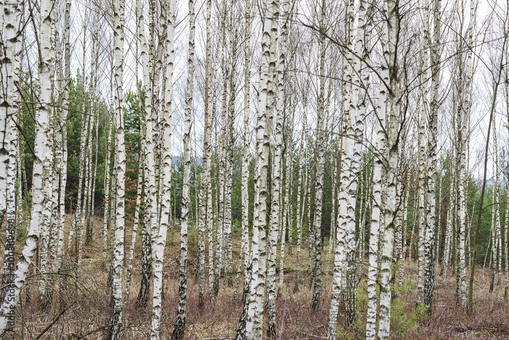 Birch forest Birch forest