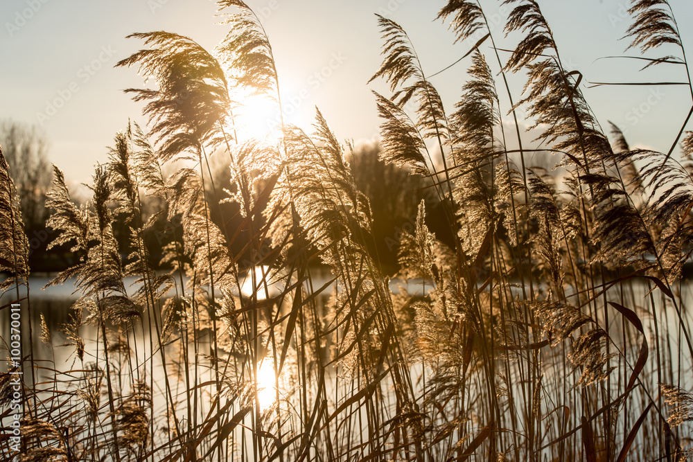 Reeds in the golden hour - obrazy, fototapety, plakaty 