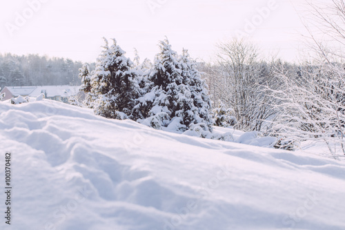 frosty winter landscape in snowy forest © kriina2000