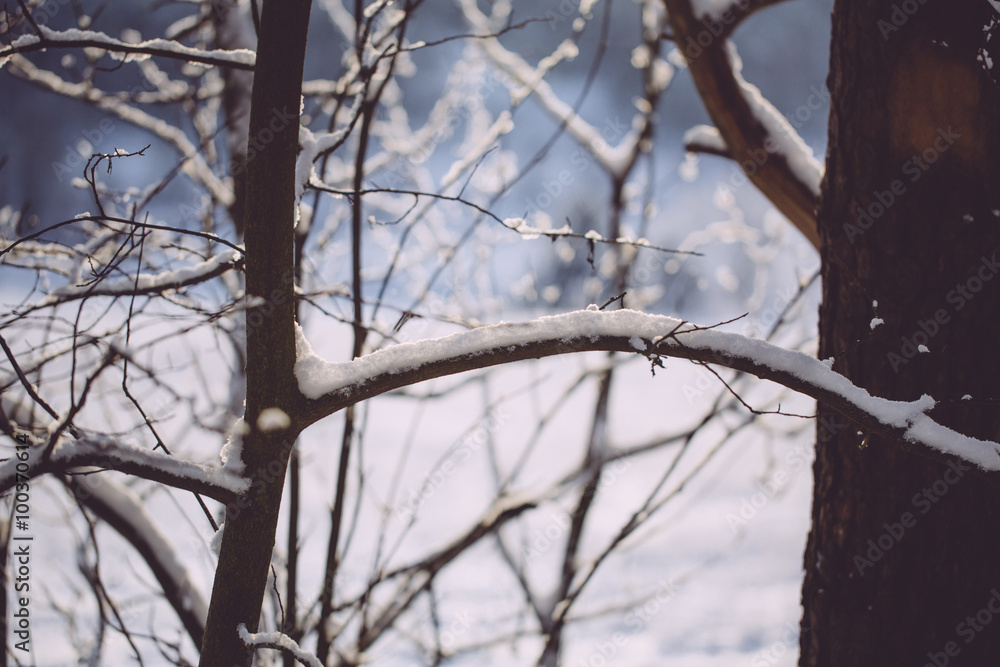 rosty winter landscape in snowy forest rosty winter landscape in snowy forest