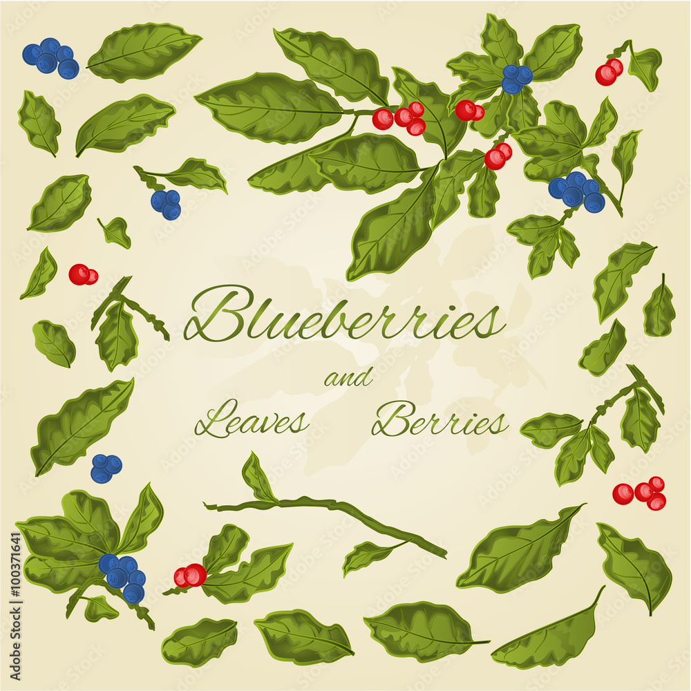 Naklejka premium Blueberries leaves and berries vector