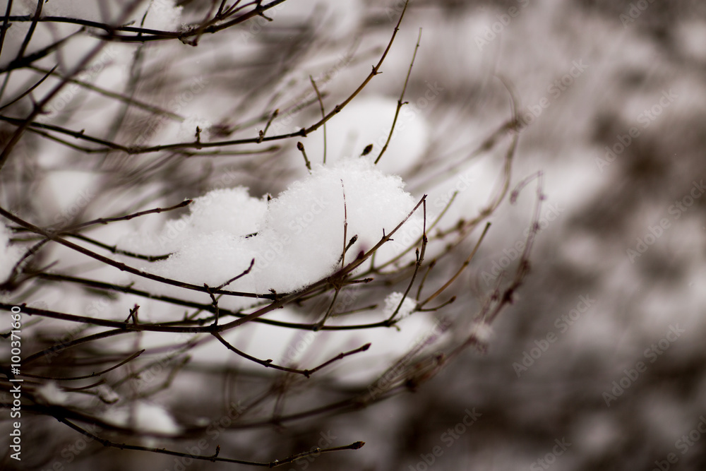 snowy branch snowy branch