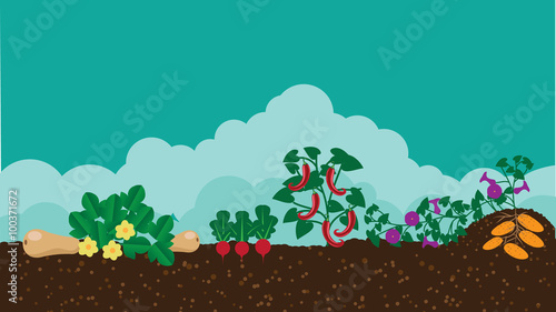 Kitchen vegetable garden flat design. EPS 10 vector stock illustration