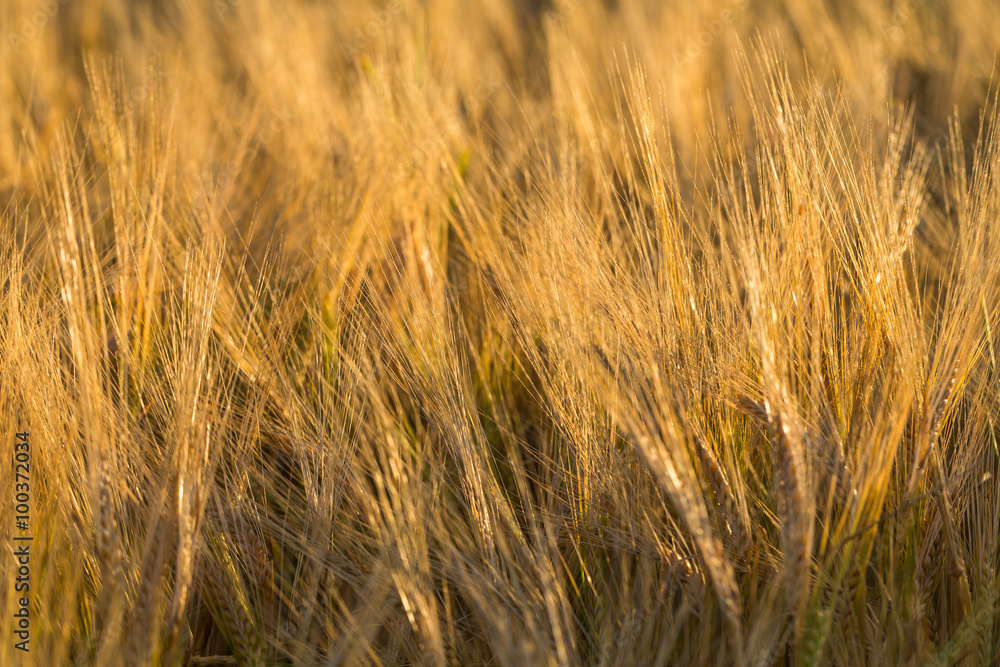 Fototapeta premium Wheat field