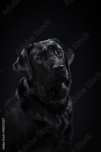  portrait dog breed black labrador on a studio