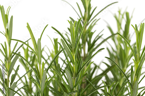 Branches of rosemary on a white background