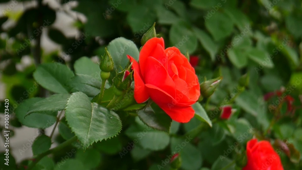 shrub with red rose shrub with red rose