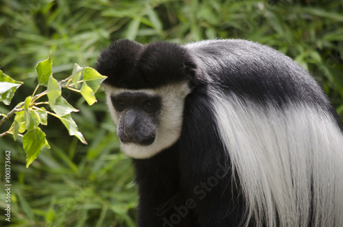 eastern black and white colobus