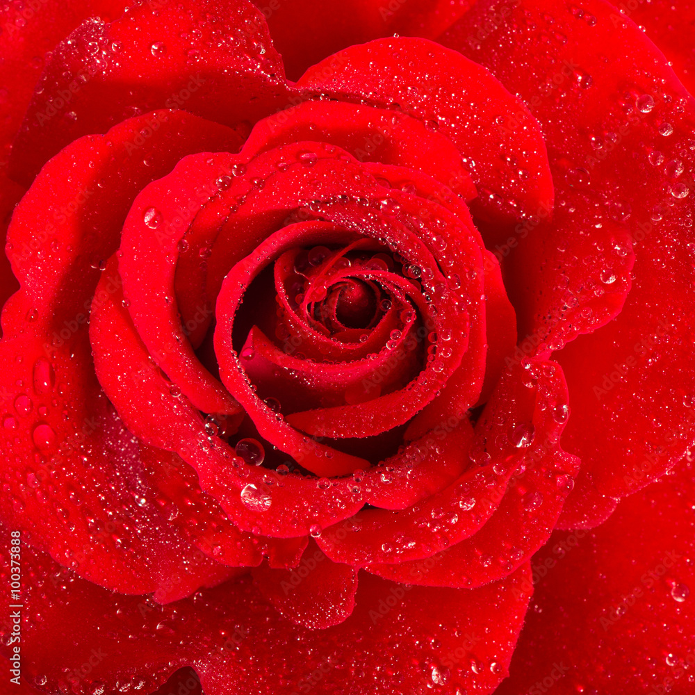 Red Rose. Flower with water drops Red Rose. Flower with water drops
