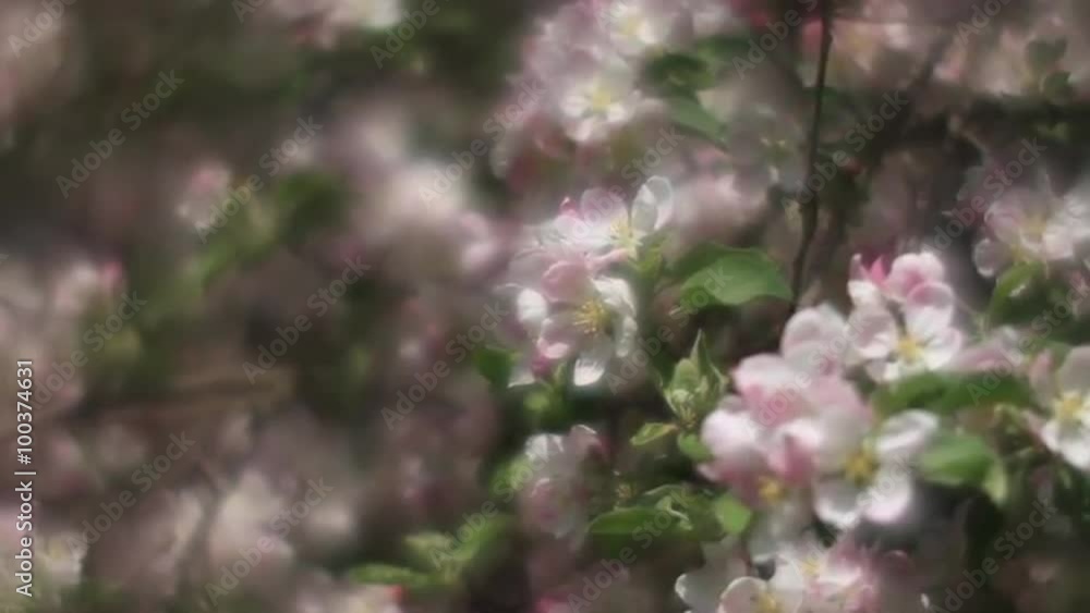 Fantasy apple twigs with pink blossom, waving on soft garden background in fairy tale style for dream. Adorable view of lyric nature in amazing full HD clip. Wonderful footage for excellent design. Fantasy apple twigs with pink blossom, waving on soft garden background in fairy tale style for dream. Adorable view of lyric nature in amazing full HD clip. Wonderful footage for excellent design.