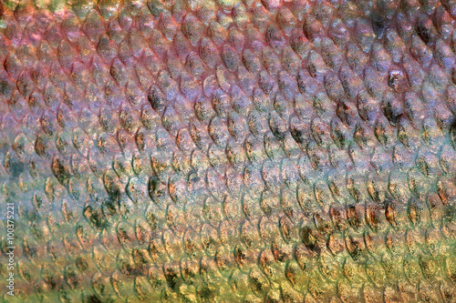 Scales of fish close up