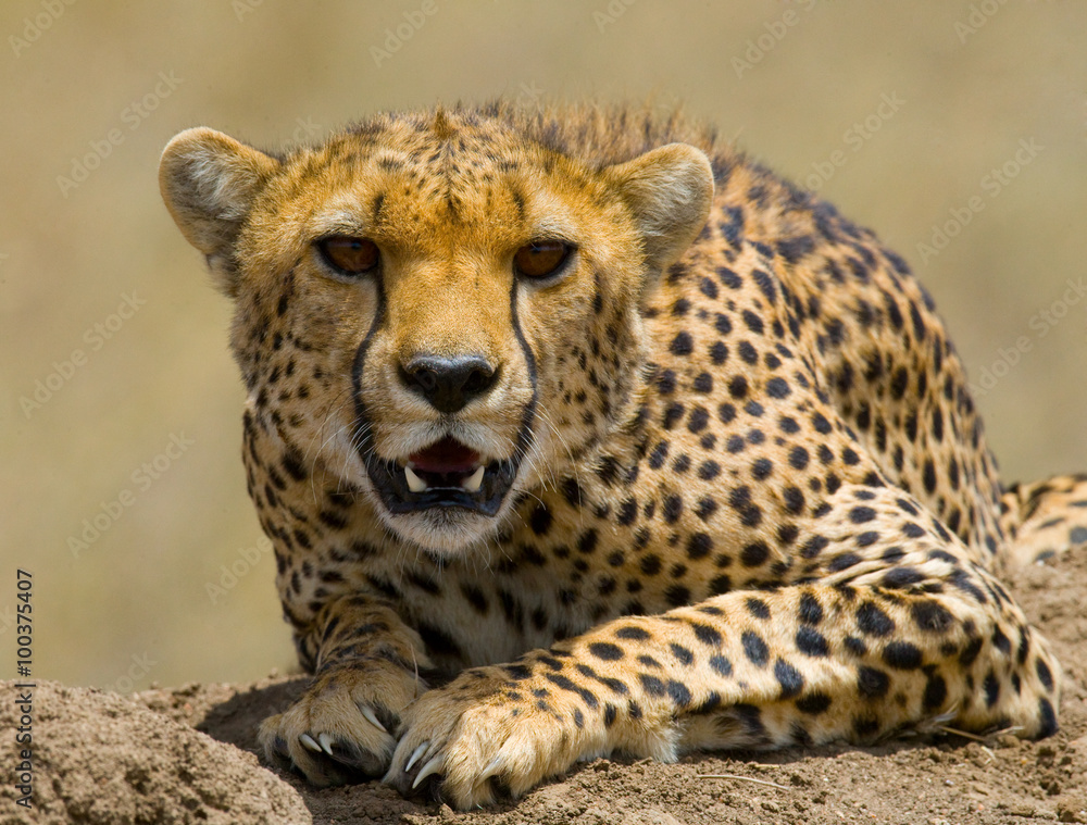 Portrait of a cheetah. Close-up. Kenya. Tanzania. Africa. National Park. Serengeti. Maasai Mara. An excellent illustration. Portrait of a cheetah. Close-up. Kenya. Tanzania. Africa. National Park. Serengeti. Maasai Mara. An excellent illustration.