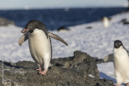 Adélie Penguin.