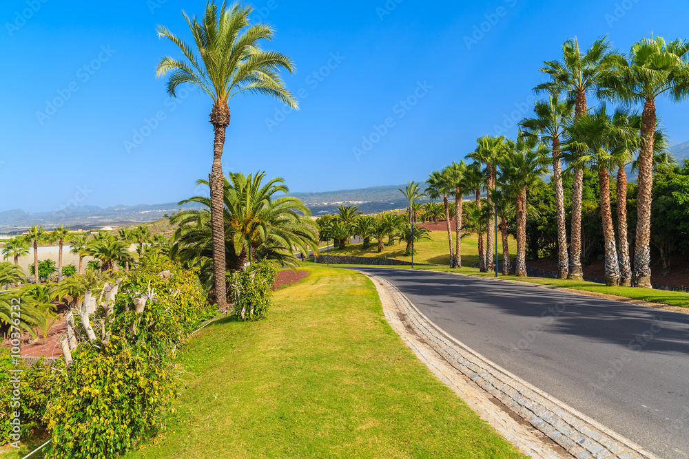 Road with palm trees in tropical landscape of Tenerife island, Spain