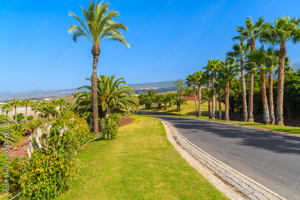 Road with palm trees in tropical landscape of Tenerife island, Spain Road with palm trees in tropical landscape of Tenerife island, Spain