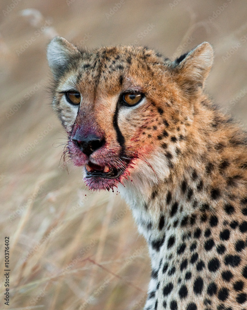 Fototapeta premium Portrait of a cheetah. Close-up. Kenya. Tanzania. Africa. National Park. Serengeti. Maasai Mara. An excellent illustration.